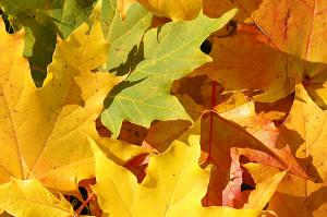 lastminute - golden autumn -10%