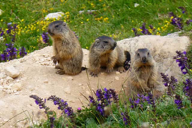 Marmots in the Dolomites