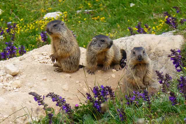 Murmeltiere in den Dolomiten